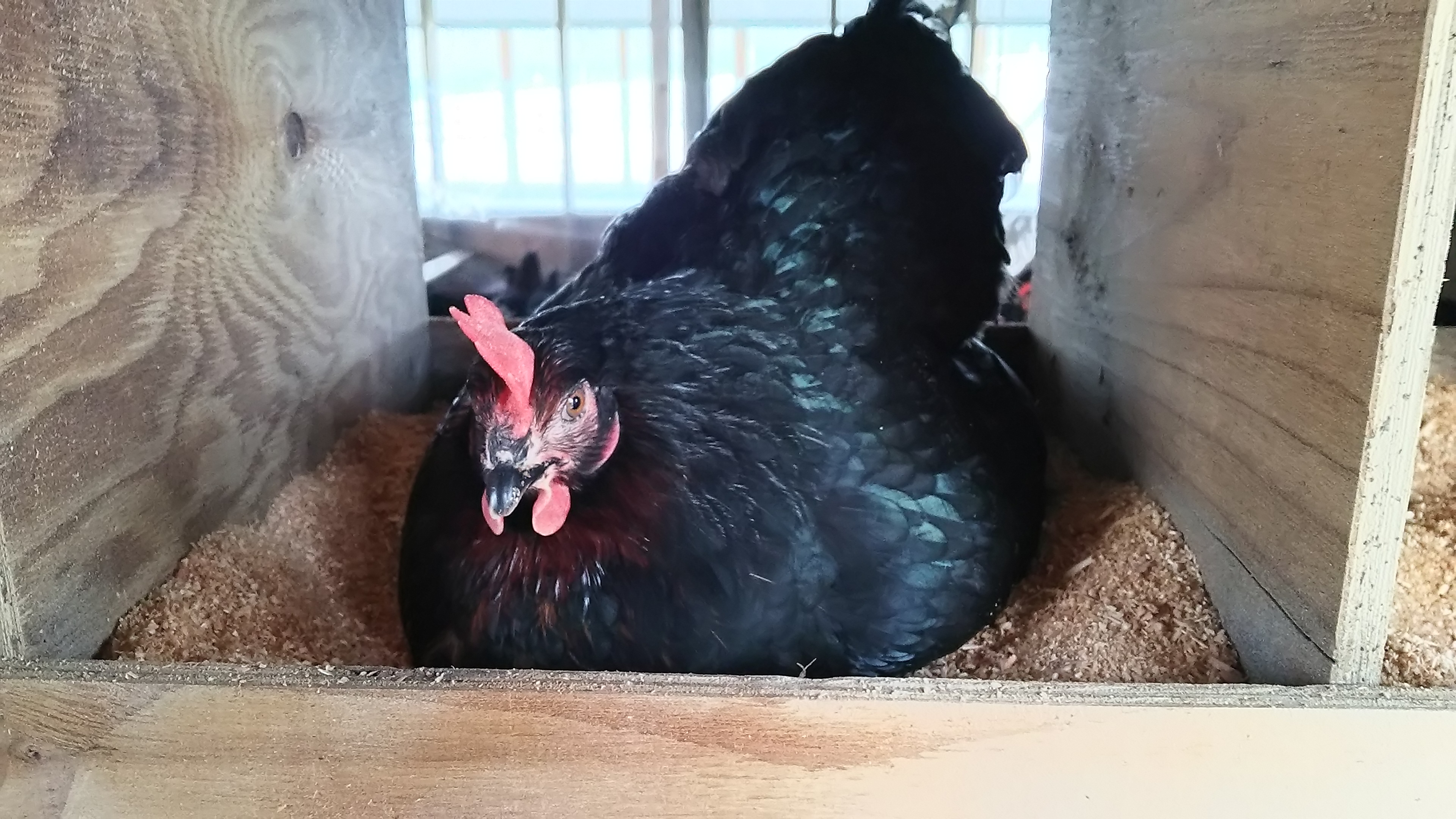 遊牧するにわとり達のたまご 洗った卵 72個 Nomadic Eggs